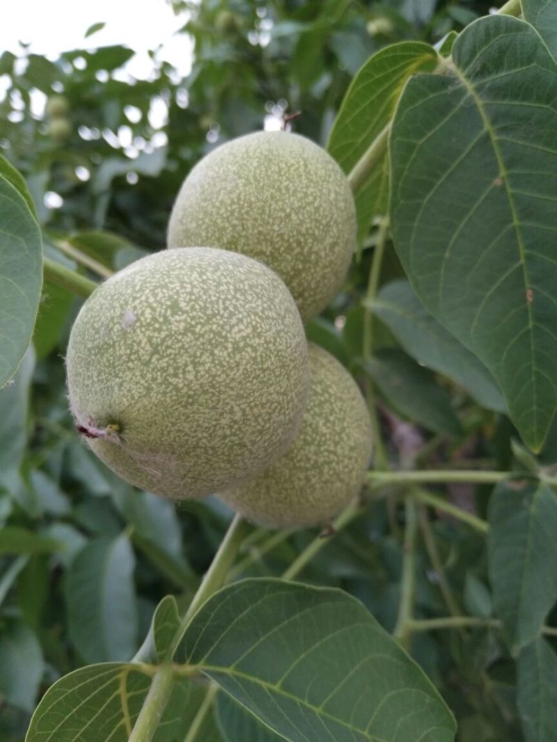 核桃苗二年苗50~100cm