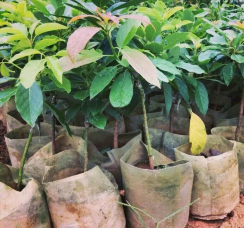 牛油果苗哈斯牛油果杯苗