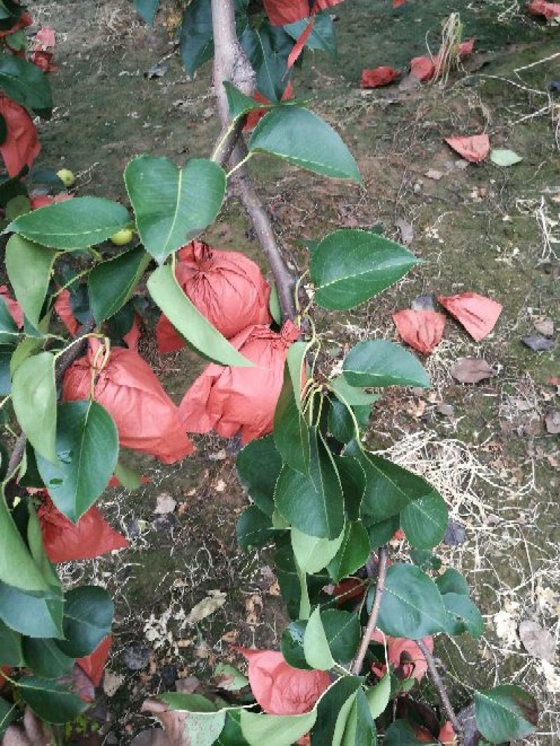 皇冠梨250~300g纸袋
