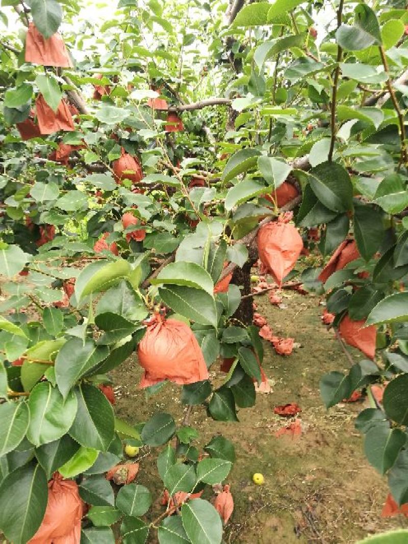 皇冠梨250~300g纸袋