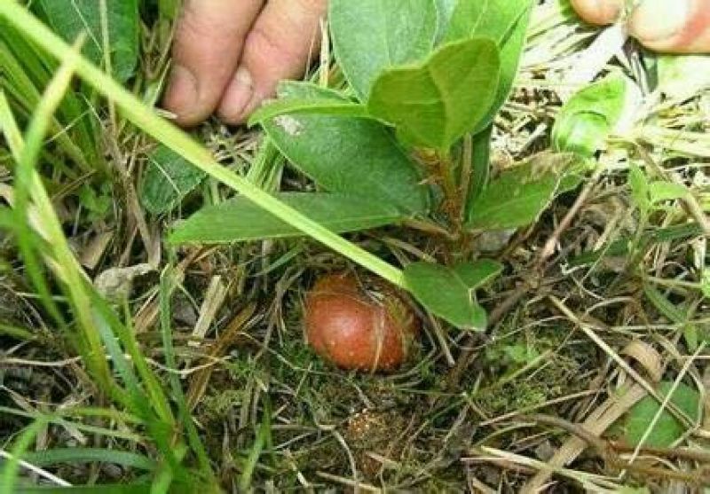 野地瓜2~4cm