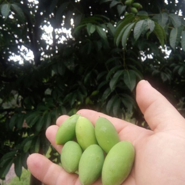 橄榄，打果，加工果