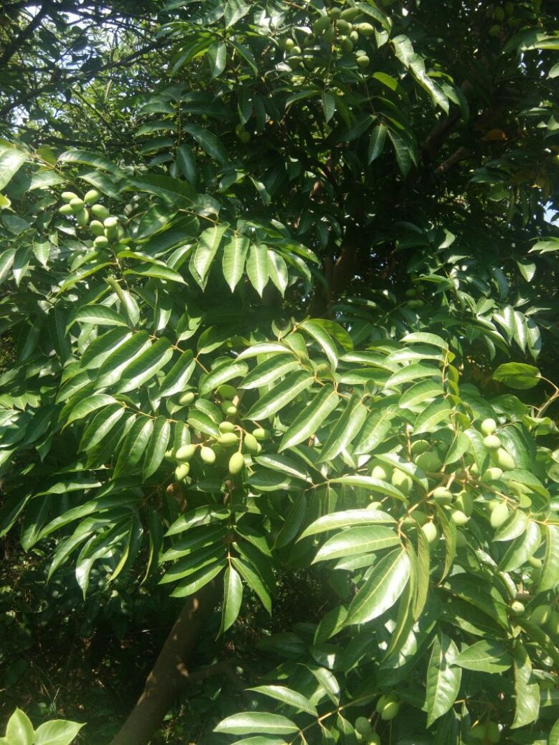 橄榄，打果，加工果