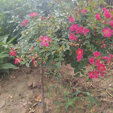 树状月季20~30cm