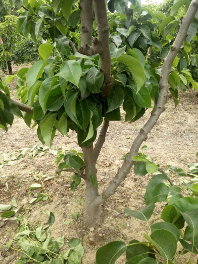 梨树5-10公分