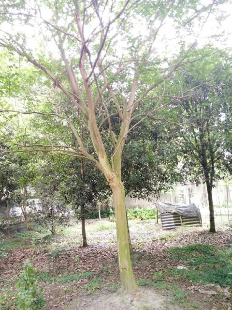 红花紫薇10~12cm4米以上3米以上