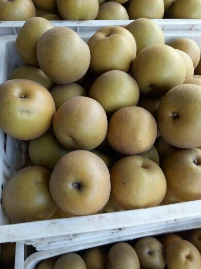 安徽砀山翠玉梨翠冠梨光果货源充足价格美丽价格来电详谈