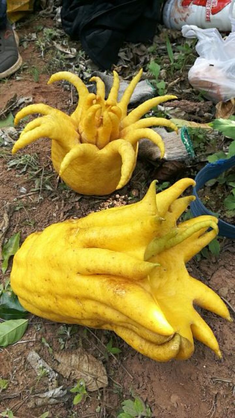 摩卡