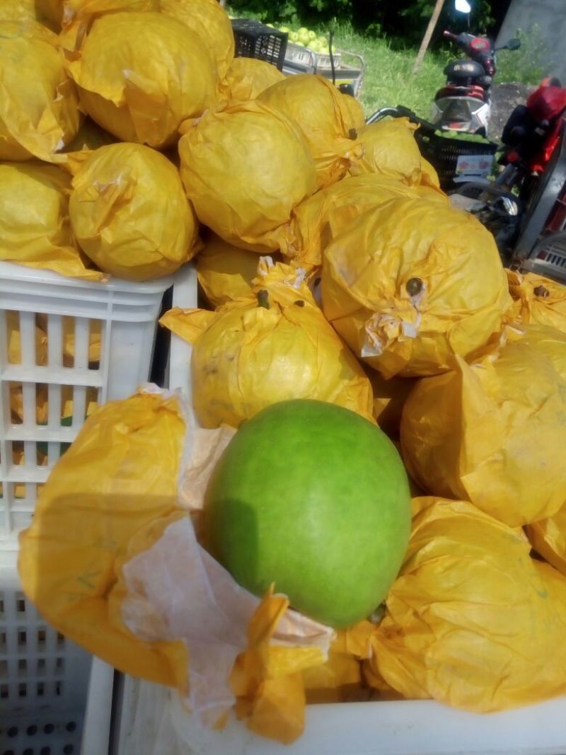 【品质好货】大量供应皇冠梨口感脆甜一手货源产地直发