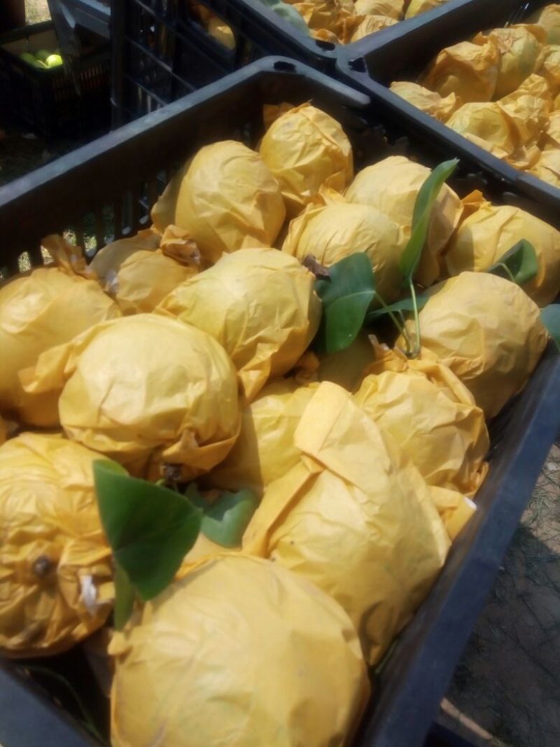 【品质好货】大量供应皇冠梨口感脆甜一手货源产地直发