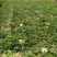 金城5号西瓜7斤打底8成熟1茬