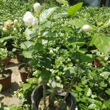 茉莉花带盆栽好