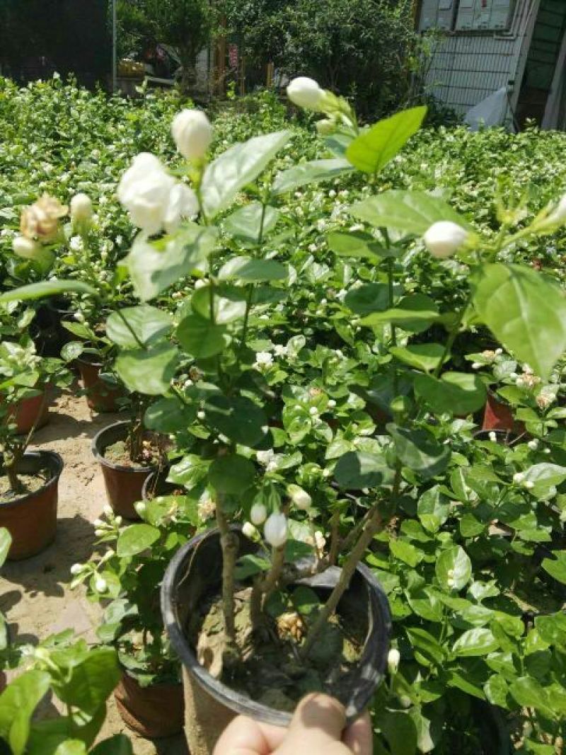 茉莉花带盆栽好