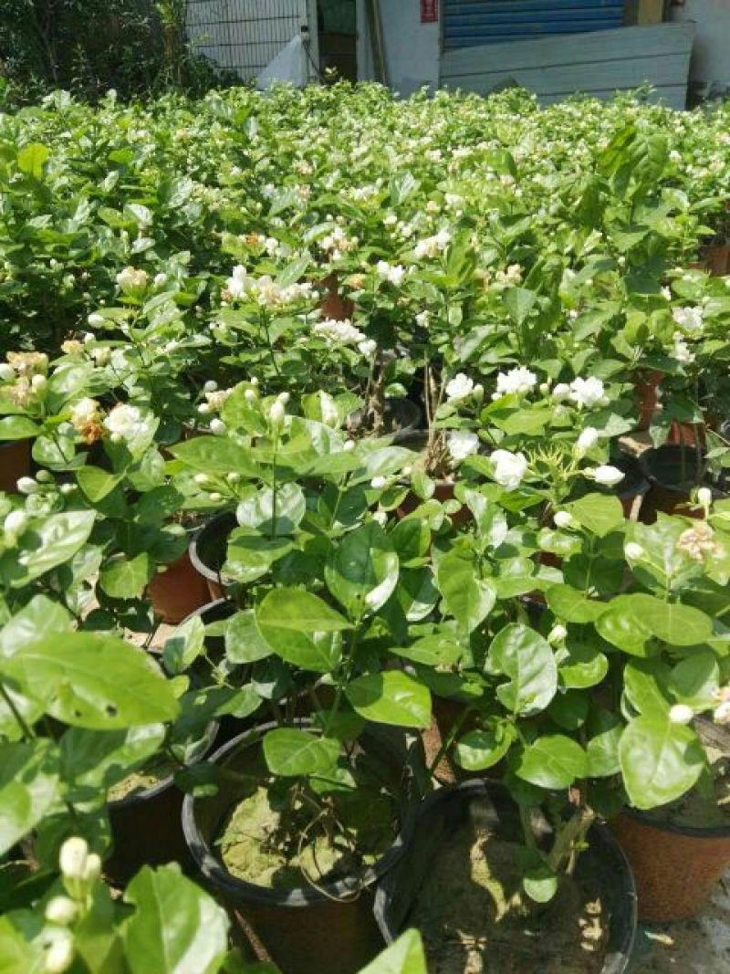 茉莉花带盆栽好