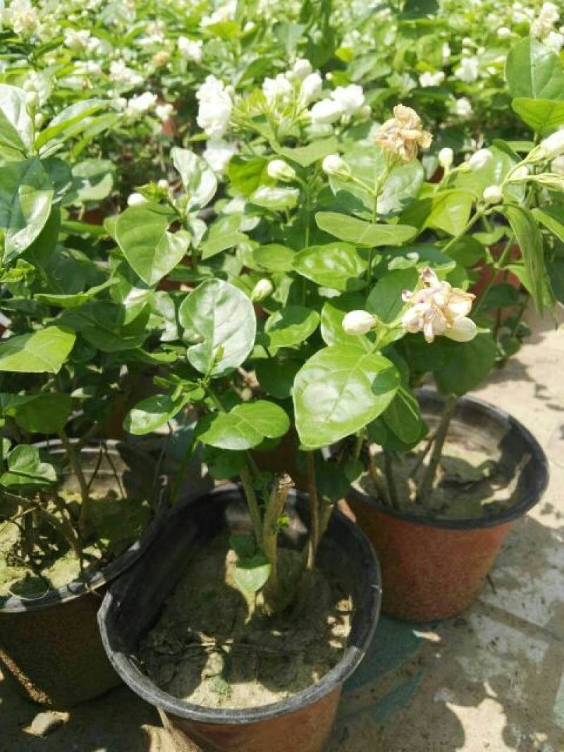茉莉花带盆栽好