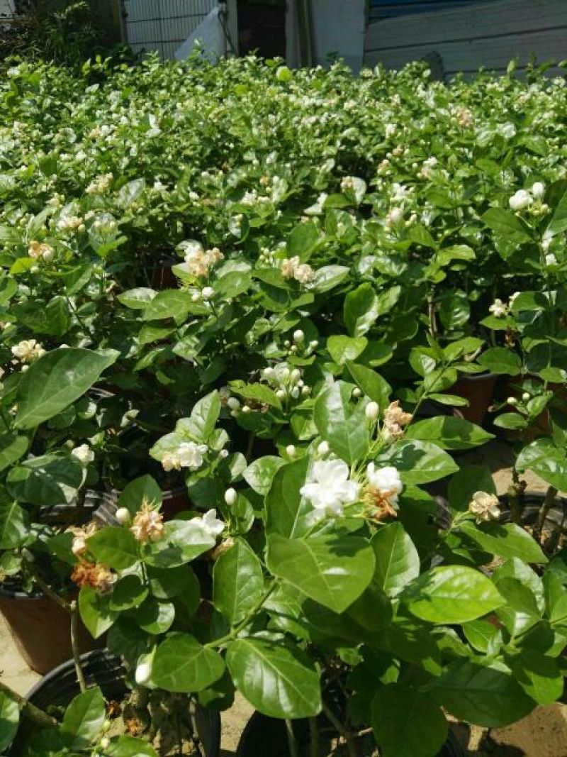 茉莉花带盆栽好