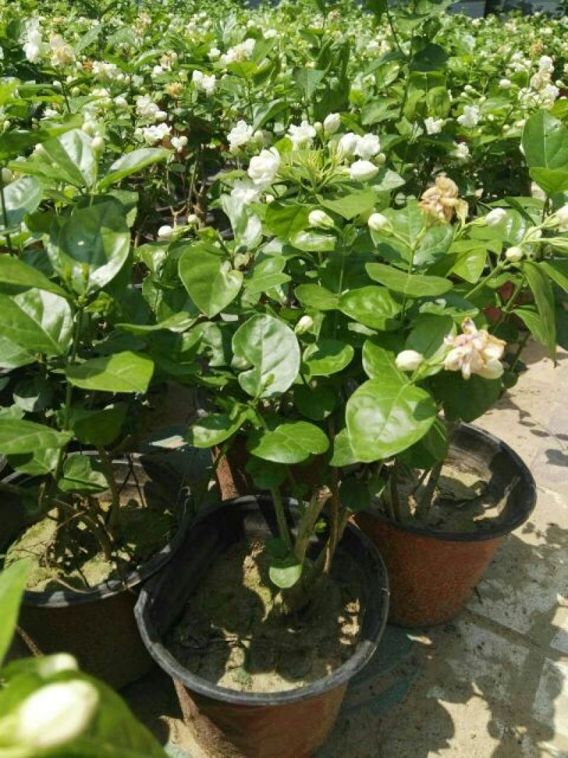 茉莉花带盆栽好