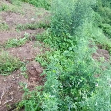 艾草苗