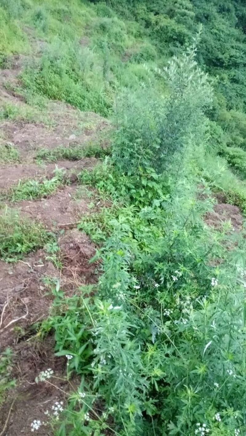 艾草苗