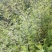 艾草苗