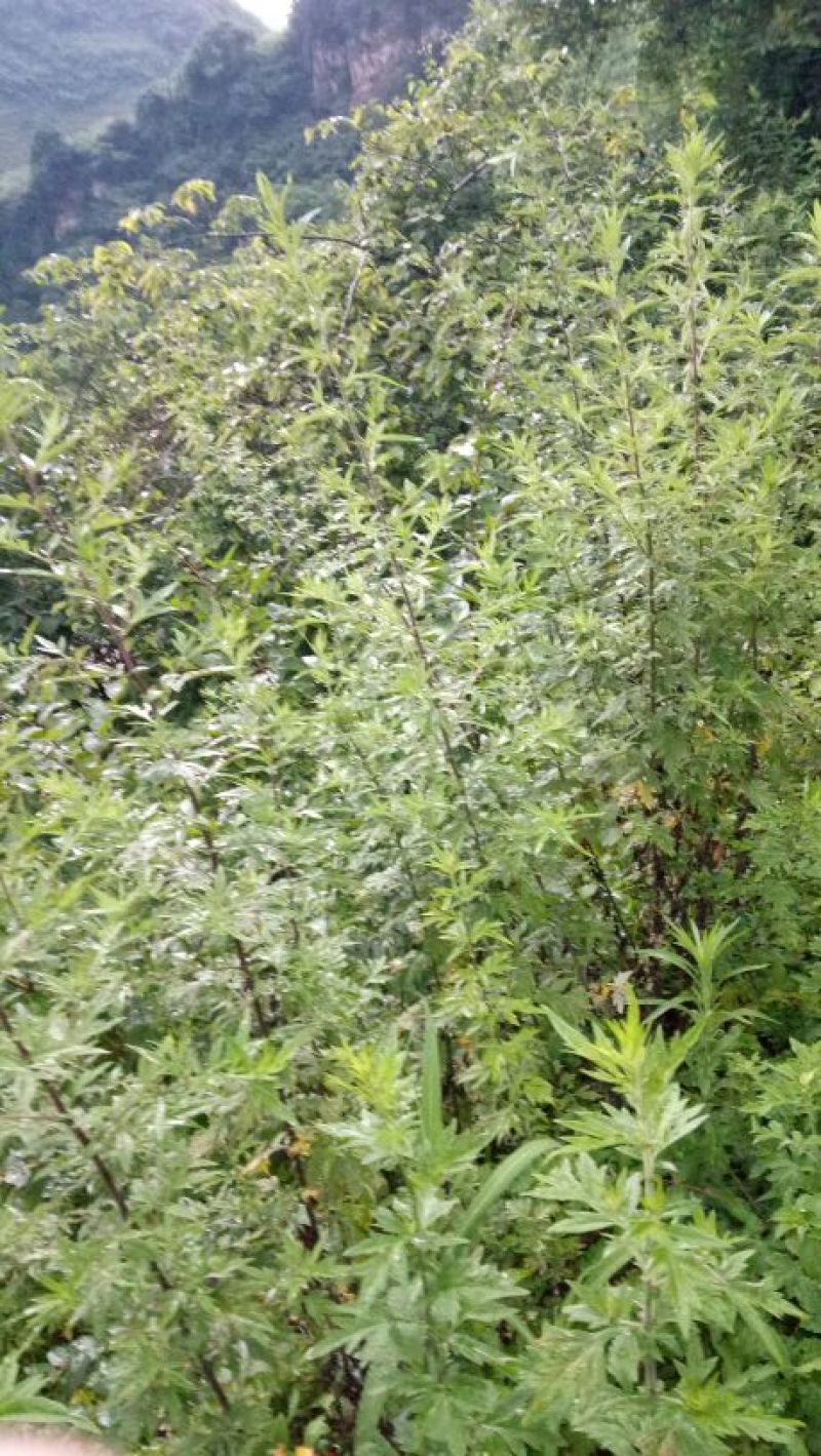 艾草苗