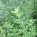 艾草苗