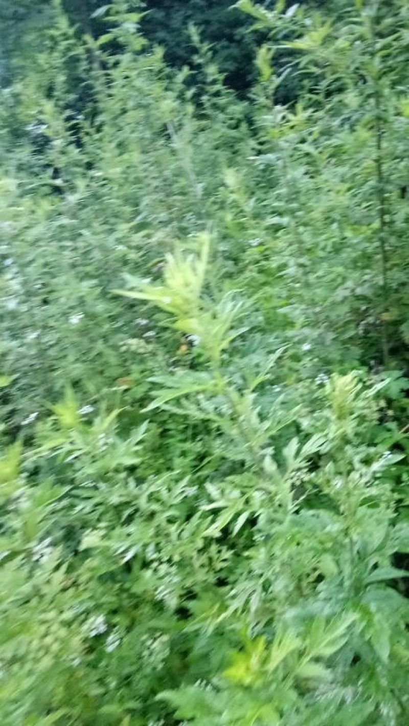 艾草苗