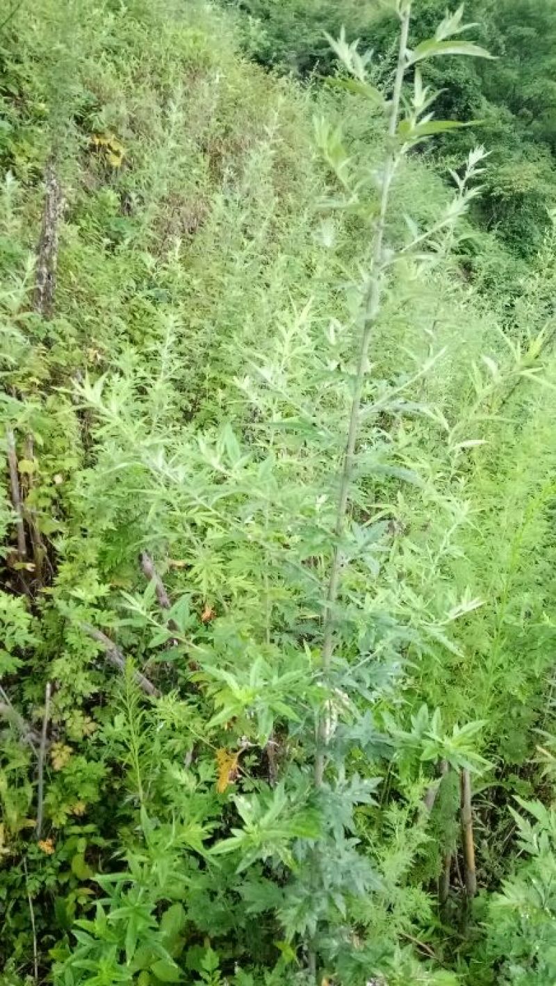 艾草苗