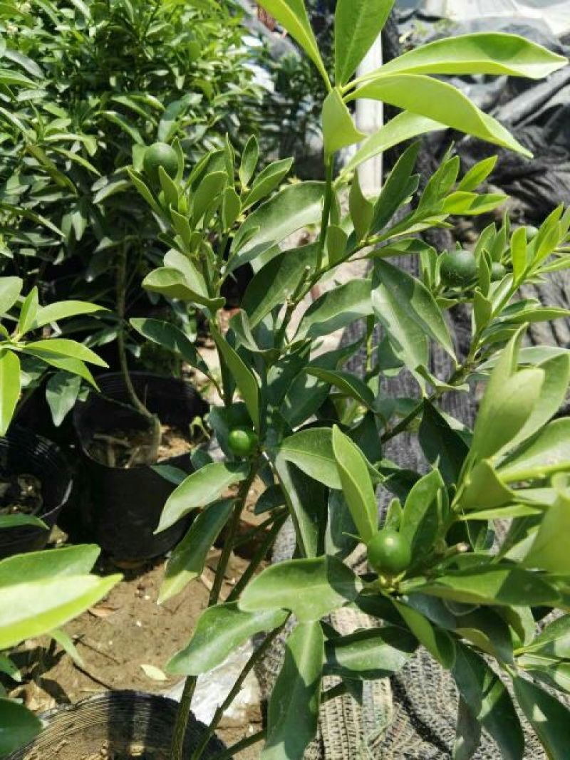 沙糖桔苗50~80cm