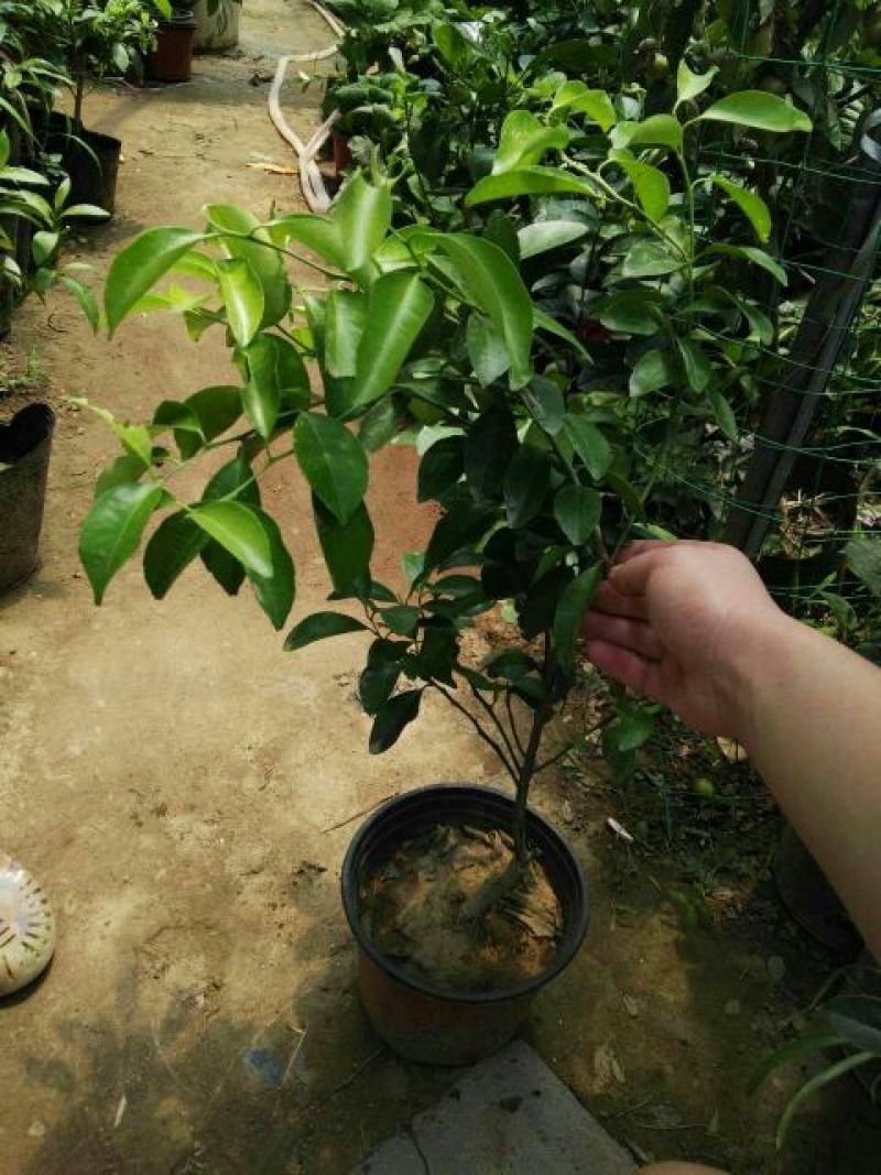 沙糖桔苗50~80cm