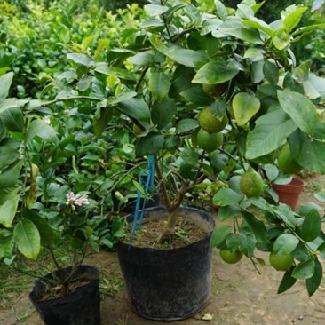 香水柠檬树苗30~50cm