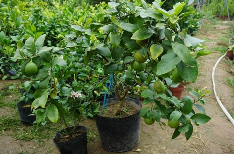 香水柠檬树苗30~50cm