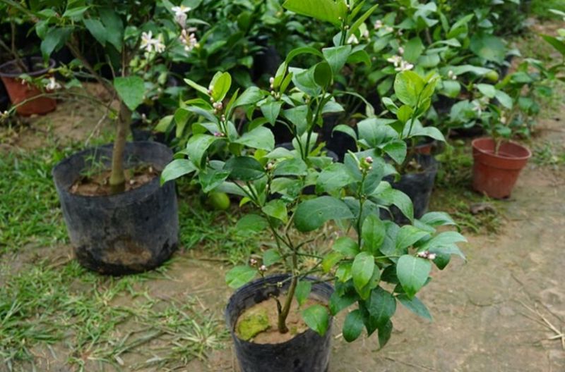 香水柠檬树苗30~50cm