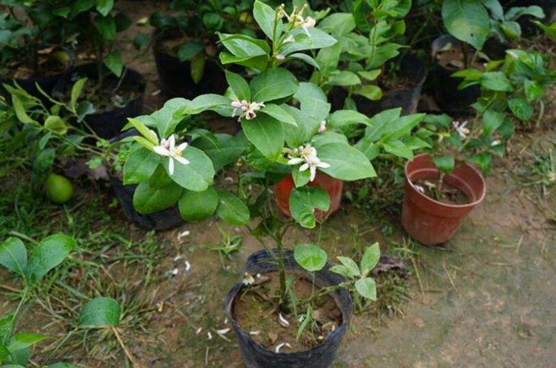 香水柠檬树苗30~50cm