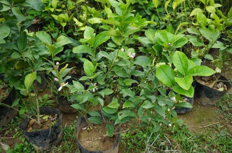 香水柠檬树苗30~50cm