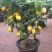 香水柠檬树苗30~50cm