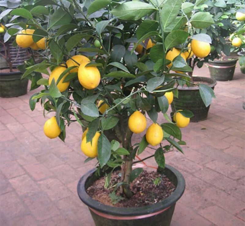 香水柠檬树苗30~50cm