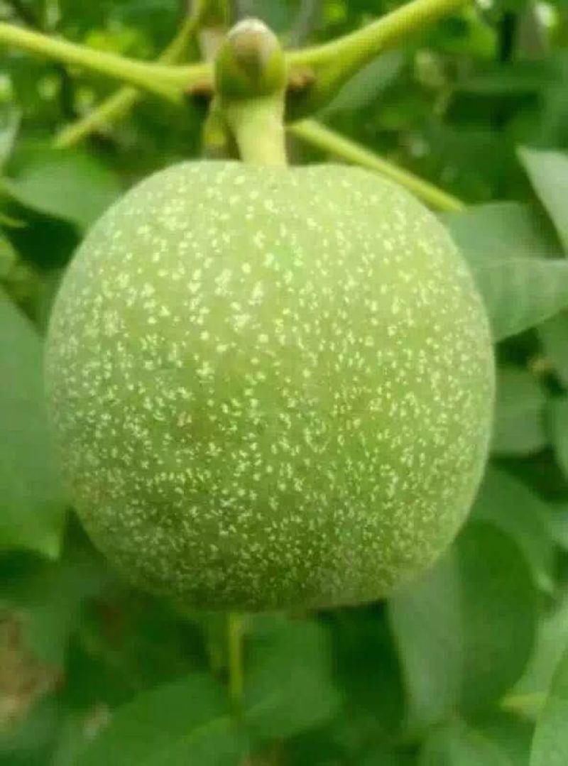 薄皮核桃40mm以上青皮湿