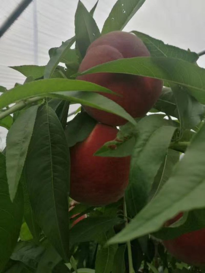 精品秦王桃，陕西精品毛桃，毛桃产地直发