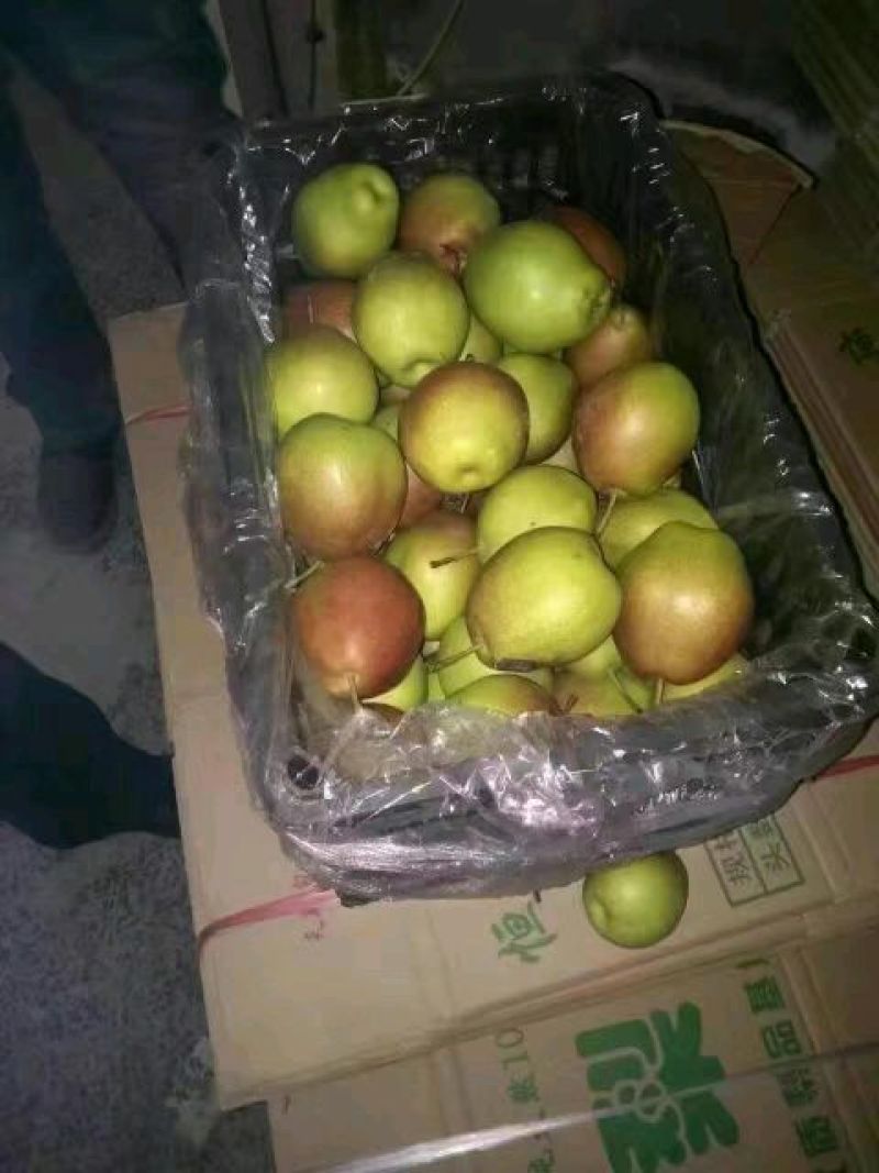 冷库红香酥梨大量供应