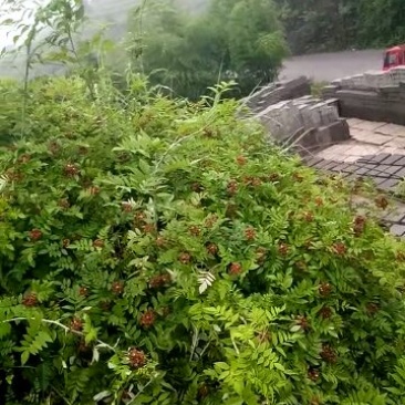 树莓苗10~30cm