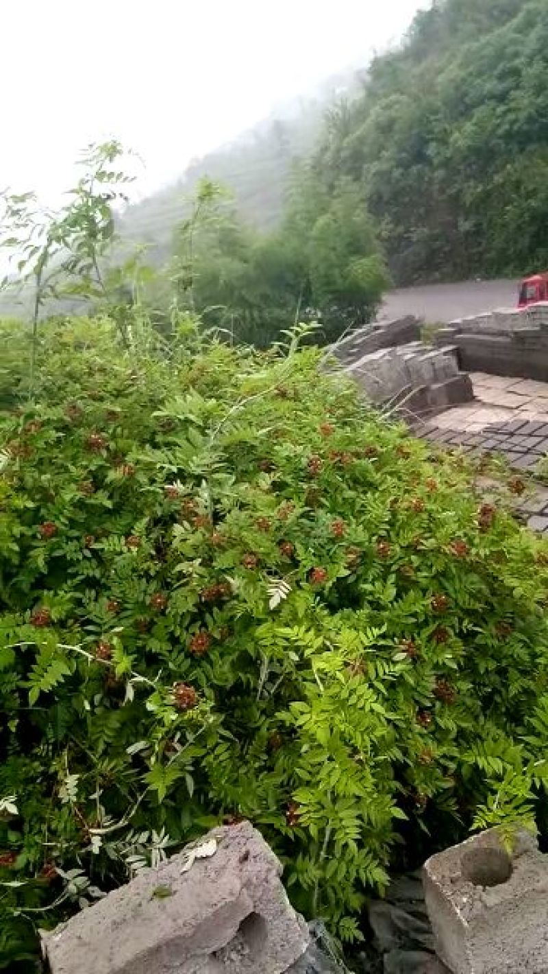 树莓苗10~30cm