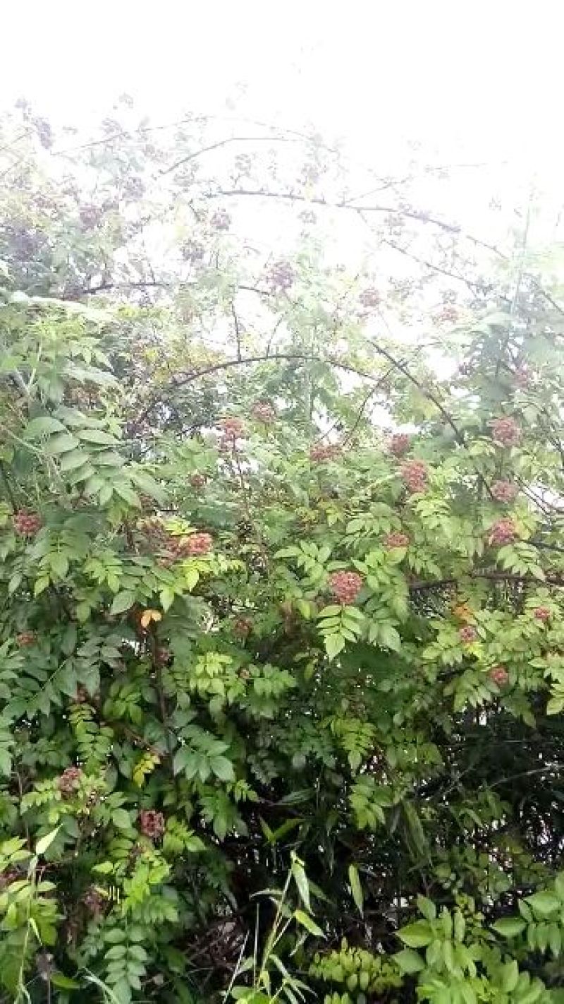 树莓苗10~30cm