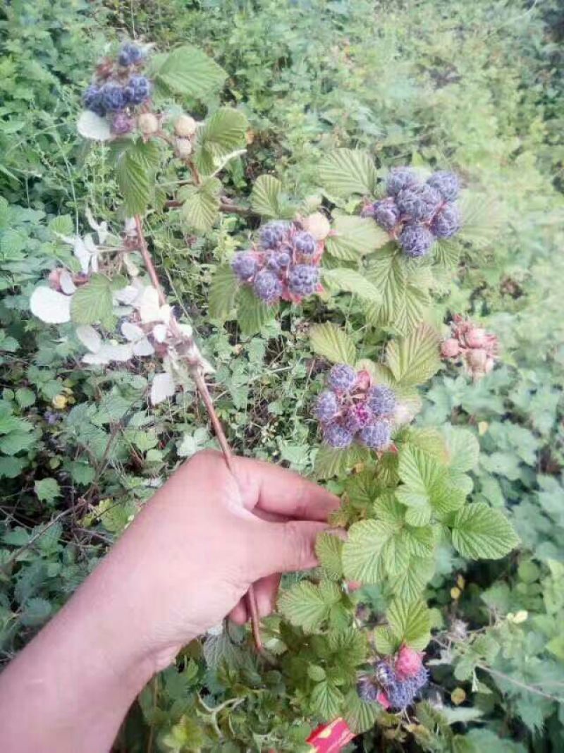 树莓苗10~30cm