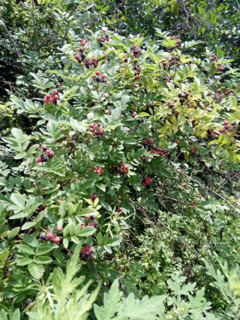 树莓苗10~30cm