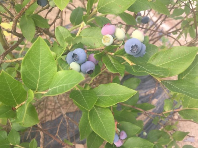 北陆蓝莓鲜果12~14mm以上