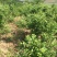 蓝丰蓝莓鲜果12~14mm以上