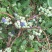 蓝丰蓝莓鲜果12~14mm以上
