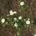 蓝丰蓝莓鲜果12~14mm以上