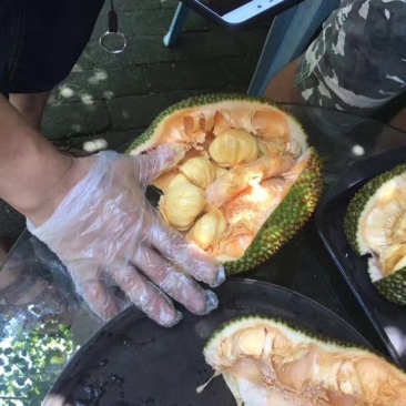 尖蜜拉3公斤以下